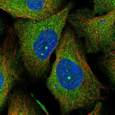 Immunocytochemistry/ Immunofluorescence: LSG1 Antibody [NBP1-83755]