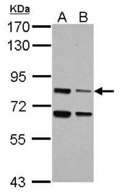 Western Blot: LSG1 Antibody [NBP2-17178]