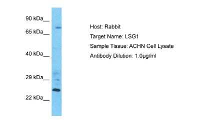 Western Blot: LSG1 Antibody [NBP2-87751]