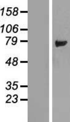 Western Blot: LSG1 Overexpression Lysate [NBL1-12719]
