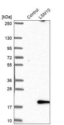 Western Blot: LSM10 Antibody [NBP2-14204]