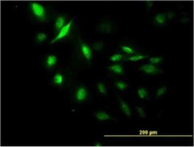 Immunocytochemistry/ Immunofluorescence: LUC7L Antibody (2D10) [H00055692-M05]