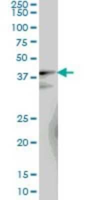 Western Blot: LUC7L Antibody (2D10) [H00055692-M05]