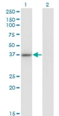 Western Blot: LUC7L Antibody (2D10) [H00055692-M05]