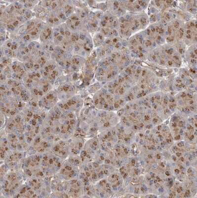 Immunohistochemistry-Paraffin: LUZP1 Antibody [NBP1-81281]