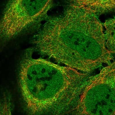 Immunocytochemistry/ Immunofluorescence: LUZP2 Antibody [NBP2-58798]