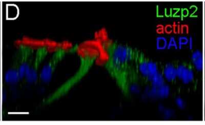 Immunocytochemistry/ Immunofluorescence: LUZP2 Antibody [NBP2-58798]