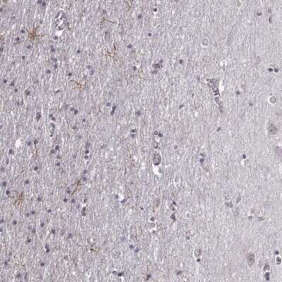 Immunohistochemistry-Paraffin: LUZP2 Antibody [NBP2-14564]