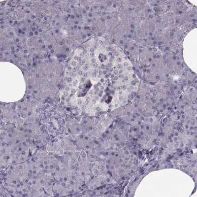 Immunohistochemistry-Paraffin: LUZP2 Antibody [NBP2-14564]