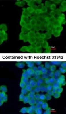 Immunocytochemistry/ Immunofluorescence: Latexin Antibody [NBP1-32525]