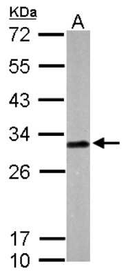 Western Blot: Latexin Antibody [NBP1-32525]