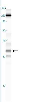 Simple Western: LXR alpha/NR1H3 Antibody [NB400-157]