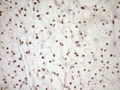 Immunohistochemistry: LXR alpha/NR1H3 Antibody (OTI1A5) - Azide and BSA Free [NBP2-72550]