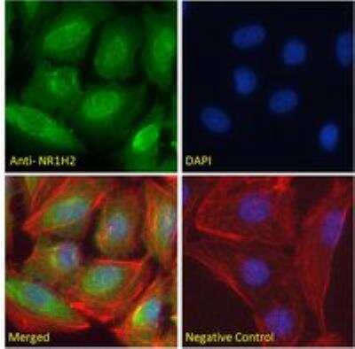 Immunocytochemistry/ Immunofluorescence: LXR beta/NR1H2 Antibody [NB100-1464]