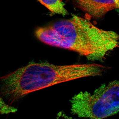 Immunocytochemistry/ Immunofluorescence: LYSMD3 Antibody [NBP1-82251]
