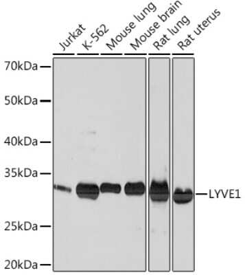 Western Blot: LYVE-1 Antibody (4G7C3) [NBP3-16385]