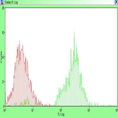 Flow Cytometry: LYVE-1 Antibody - BSA Free [NB100-725]