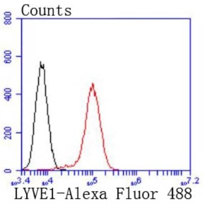 Flow Cytometry: LYVE-1 Antibody (JF0979) [NBP2-66940]