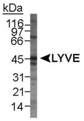 Western Blot: LYVE-1 Antibody [NB100-726]