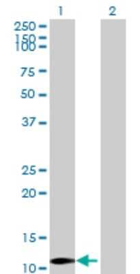 Western Blot: LYZL4 Antibody [H00131375-B01P]
