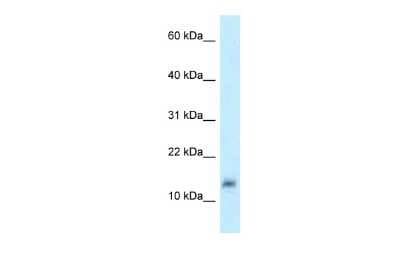 Western Blot: LYZL4 Antibody [NBP2-85247]