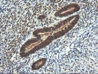 Immunohistochemistry: LZIC Antibody (OTI5E3) [NBP2-45796]