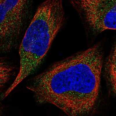 Immunocytochemistry/ Immunofluorescence: LZTFL1 Antibody [NBP2-47387]