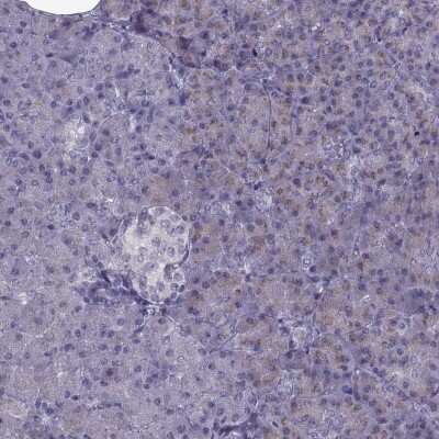 Immunohistochemistry-Paraffin: LZTR2 Antibody [NBP2-62678]