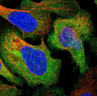 Immunocytochemistry/ Immunofluorescence: LZTS2 Antibody [NBP1-82892]
