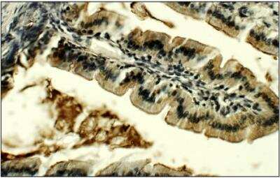 Immunohistochemistry-Paraffin: Lactase Antibody [NBP3-12238]