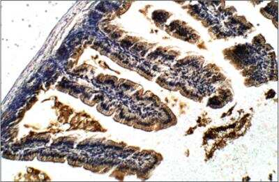 Immunohistochemistry-Paraffin: Lactase Antibody [NBP3-12238]