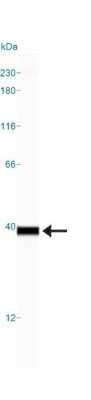 Simple Western: Lactate Dehydrogenase A/LDHA AntibodyBSA Free [NBP1-48336]