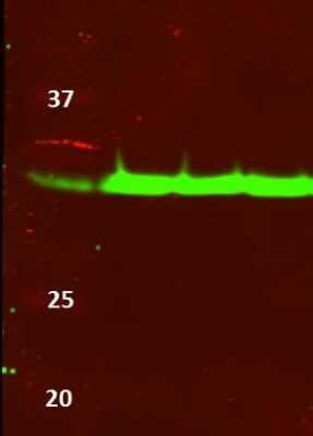 Western Blot: Lactate Dehydrogenase A/LDHA AntibodyBSA Free [NBP1-48336]