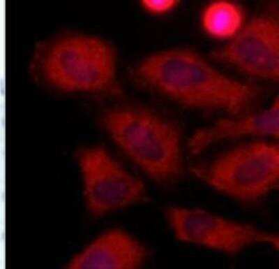 Immunocytochemistry/ Immunofluorescence: Lactate Dehydrogenase A/LDHA Antibody (1A4) - BSA Free [NBP1-74023]