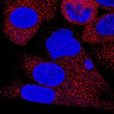 Immunocytochemistry: Lactate Dehydrogenase A/LDHA Antibody (2066A) - Azide and BSA Free [MAB9216]