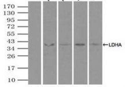 Immunoprecipitation: Lactate Dehydrogenase A/LDHA Antibody (OTI2D11) - Azide and BSA Free [NBP2-71121]
