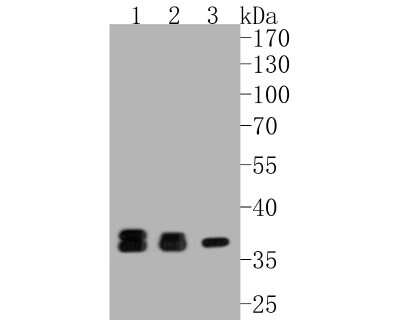Western Blot: Lactate Dehydrogenase A/LDHA Antibody (SU39-06) [NBP2-67483]