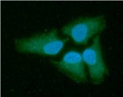 Immunocytochemistry/ Immunofluorescence: Lactate Dehydrogenase B Antibody (14D7) - BSA Free [NBP2-59441]