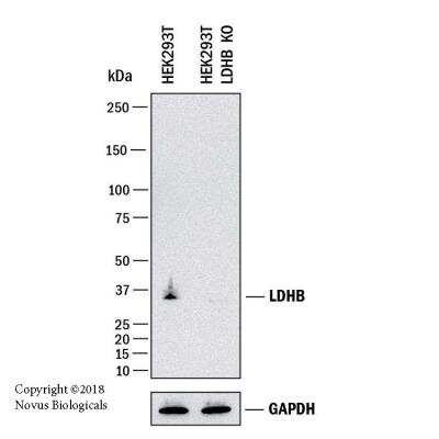 Western Blot: Lactate Dehydrogenase B Antibody - BSA Free [NBP2-53421]