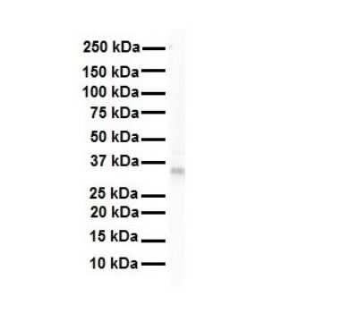 Western Blot: Lactate Dehydrogenase B Antibody [NBP1-55415]