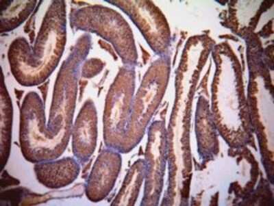 Immunohistochemistry-Paraffin: Lactate Dehydrogenase C Antibody [NB100-68159]