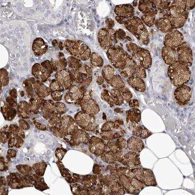Immunohistochemistry-Paraffin: Lactoperoxidase Antibody [NBP1-87010]