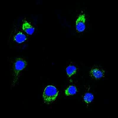 Immunocytochemistry/ Immunofluorescence: Lambda Light Chain Antibody (HP6054) - Azide and BSA Free [NBP2-33309]