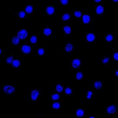Immunocytochemistry/ Immunofluorescence: Lambda Light Chain Antibody (HP6054) [NBP2-22386]