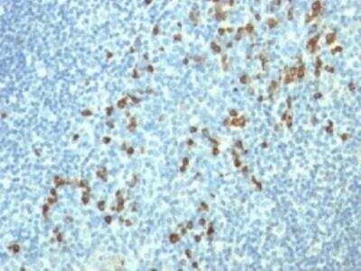 Immunohistochemistry-Paraffin: Lambda Light Chain Antibody (HP6054) [NBP2-22386]