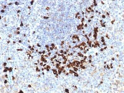 Immunohistochemistry-Paraffin: Lambda Light Chain Antibody (LLC/1738) [NBP2-53250]