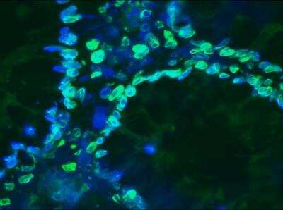 Immunohistochemistry-Frozen: Lamin A + C Antibody (131C3) - BSA Free [NBP1-97687]