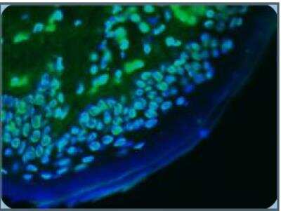 Immunohistochemistry-Frozen: Lamin A + C Antibody (131C3) - BSA Free [NBP1-97687]