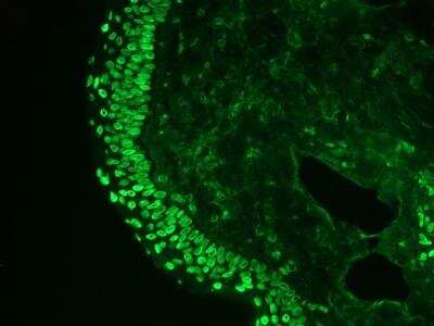 Immunohistochemistry: Lamin A + C Antibody (131C3) - BSA Free [NBP1-97687]