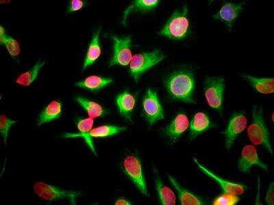 Immunocytochemistry/ Immunofluorescence: Lamin A + C Antibody (4C4) [NBP2-25151]